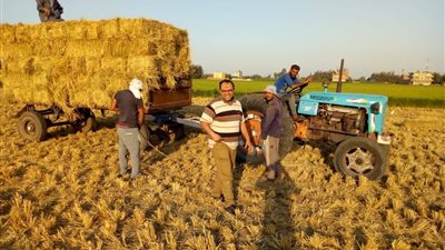 جمع 1.9 مليون طن قش أرز.. كيف تصدت 