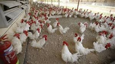 أسعار الدواجن والبط اليوم الخميس 22-10-2020 