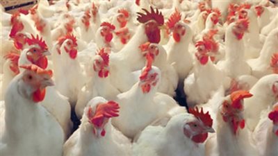 أسعار الدواجن اليوم الجمعة 23-10-2020 .. كيلو