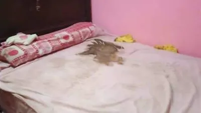 النائب العام يأمر بحبس والدي رضيع طوخ