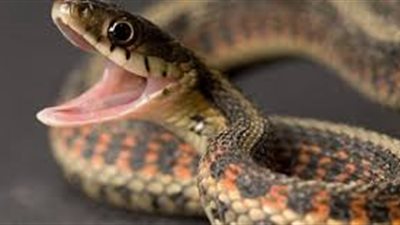 شاهد.. أحد سكان المنيب: 