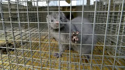 بريطانيا تحظر السفر من الدنمارك بسبب سلالة جديدة من 