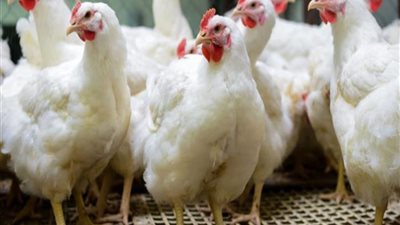 أسعار الدواجن في الاسواق المصرية  اليوم تسجل 23 جنيه للكيلو 