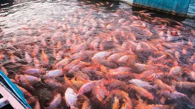 صلاح مصيلحي: البحيرات السمكية تنتج 200 ألف طن سنويًا (فيديو)