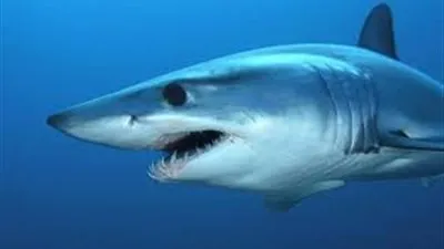 أستاذ علوم بحار: الدولة تربح من سمكة القرش الواحدة 220 ألف دولار سنويًا