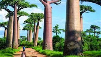 توقعات بمنو اقتصاد مدغشقر 4.5% في 2021 