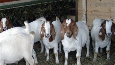 الزراعة: إنشاء 10 مراكز تجميع بالقرى المنتجة للألبان