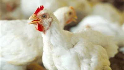 أسعار الدواجن في الأسواق المصرية الأثنين 30-11-2020