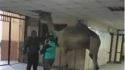 جمل يقتحم مستشفى أوسيم.. ومحافظة الجيزة تكشف التفاصيل