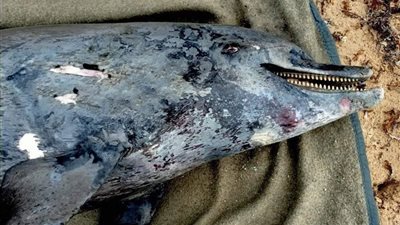 معهد علوم البحار بالغردفة يعلن عن العثور على دولفين نافق