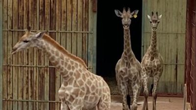 رجائي: نقل 3 زرافات لحديقة الحيوان حدث تاريخي.. ولم يكلف الدولة شيئ 