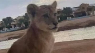 بعد هروبه.. أمن الجونة يعيد شبل 