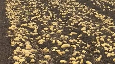 وزير الزراعة: نستورد 95 % من تقاوي الخضار.. والبطاطس تحتل المرتبة الأولى (فيديو)