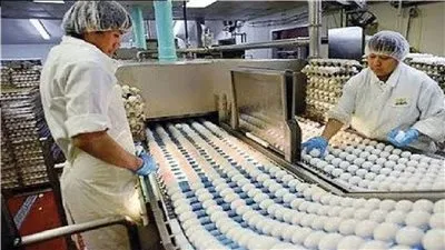 وزير الزراعة: مصر تنتج 13 مليار بيضة.. و1.4 مليار دجاجة