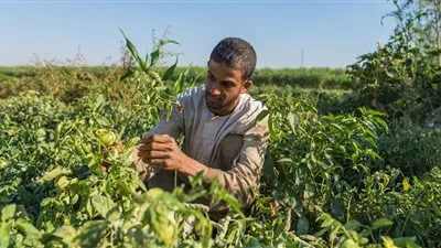 ساهم بـ669.8 مليار جنيه في الناتج المحلي.. إنجازات قطاع الزراعة في 2020 (حصاد)