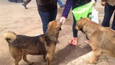 المفتي يكشف عن ثواب إطعام الكلاب الضالة (فيديو)