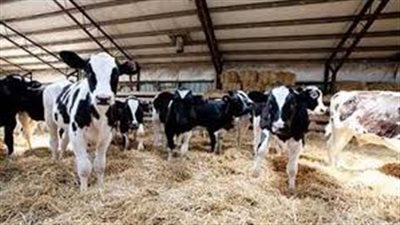 زراعة القليوبية: 1850 مستفيدا من مشروع البتلو بالمحافظة