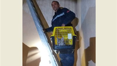 الحماية المدنية ببني سويف تنقذ قطة حُبست أعلى سطح منزل لمدة 10 ايام