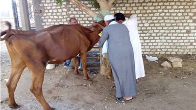 الكشف على 6294 رأس ماشية في قرى بني سويف