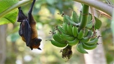 معدل وفياته 75%.. ماذا تعرف عن فيروس 