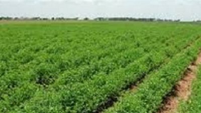 الريف المصري: نقاط أمنية لتأمين أراضى مشروع الـ1.5 مليون فدان 