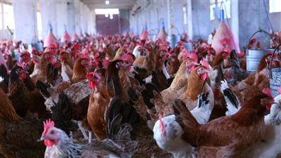 أسعار الدواجن اليوم السبت 23-1-2021 .. كيلو