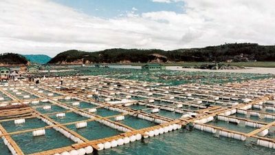 رئيس الثروة السمكية الأسبق: القطاع يشهد طفرة لم تحدث في تاريخ مصر (فيديو)