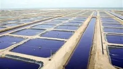 رئيس هيئة الثروة السمكية يكشف عن مزايا مشروع 