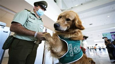 الإمارات تستعين بالكلاب للكشف عن المصابين بفيروس كورونا