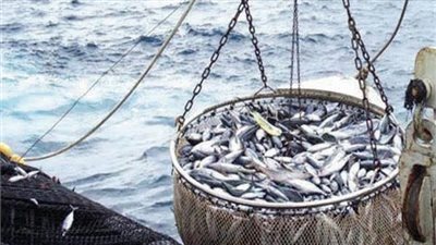 متحدث الزراعة: مصر الأولي بالشرق الأوسط  في انتاج الأسماك (فيديو)