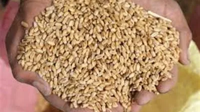عاجل.. روسيا تفرض رسوم على تصدير القمح 