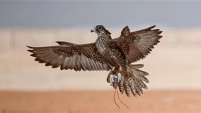 نادي الصقور السعودي يواصل منافسات سباق الملواح