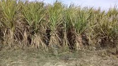 فيديو.. إعلامي: مصر تحقق ٩٠٪؜ من الاكتفاء الذاتي للسكر خلال مارس المقبل