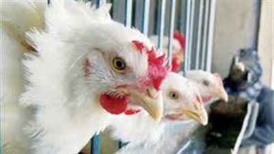 أسعار الدواجن اليوم السبت 30- 1-2021
