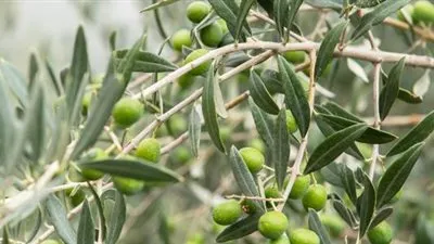 باحثة: الزيتون أهم الزراعات بمرسى مطروح (فيديو)