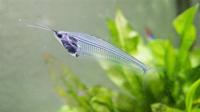 معلومات مذهلة عن سمكة القط الزجاجي