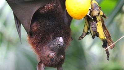 الباحث المصري المشارك في لقاح أكسفورد يكشف بشرى سارة عن فيروس نيباه (فيديو)