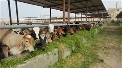 الزراعة: صغار المزارعين يمتلكون 80% من الثروة الحيوانية (فيديو)