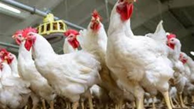 أسعار الدواجن واللحوم البيضاء في مصر اليوم الاثنين 15-2-2021