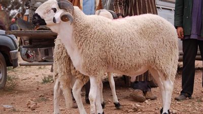 كانت في الجاهلية قبل الإسلام.. حكم الشرع في ذبيحة رجب 