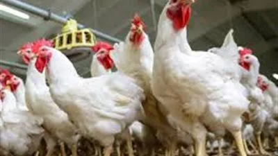 أسعار الدواجن والبط والأرانب في مصر اليوم الثلاثاء 16-2-2021