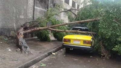 طقس الإسكندرية يتسبب في سقوط شجرة ضخمة على تاكسي أجرة