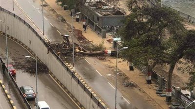 تزايد حدة الأمطار بالقليوبية.. وسقوط شجرة بكورنيش بنها 