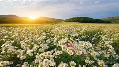 بعد تقلبات المناخ.. متى يبدأ الربيع وماذا ينتظر المصريون فيه؟