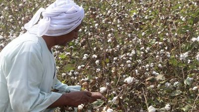 مدير بالبحوث الزراعية: القطن المصري أفضل الأنواع على مستوى العالم