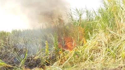 السيطرة على حريق نشب في زراعات القصب بنجع حمادي في قنا