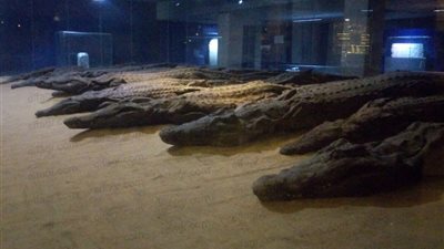 يضم أكبر فاترينة عرض بالعالم.. تعرف على متحف التمساح  (صور ) 