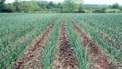 للفلاحين .. توصيات هامة من وزارة الزراعة لتحسين جودة محصول البصل