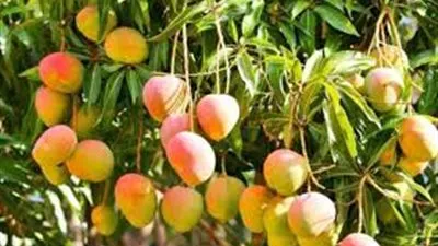 نصائح ذهبية من الزراعة لضمان جودة محصول 