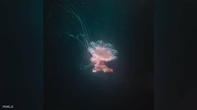 أستراليا.. لسعة من 